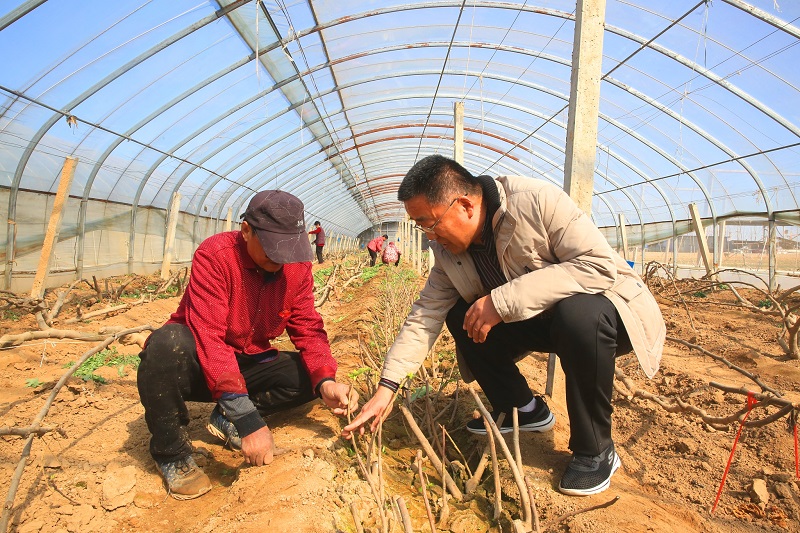 專家田間指導 果農(nóng)受益匪淺(分離圖)8(2532783)-20220325105031.jpg